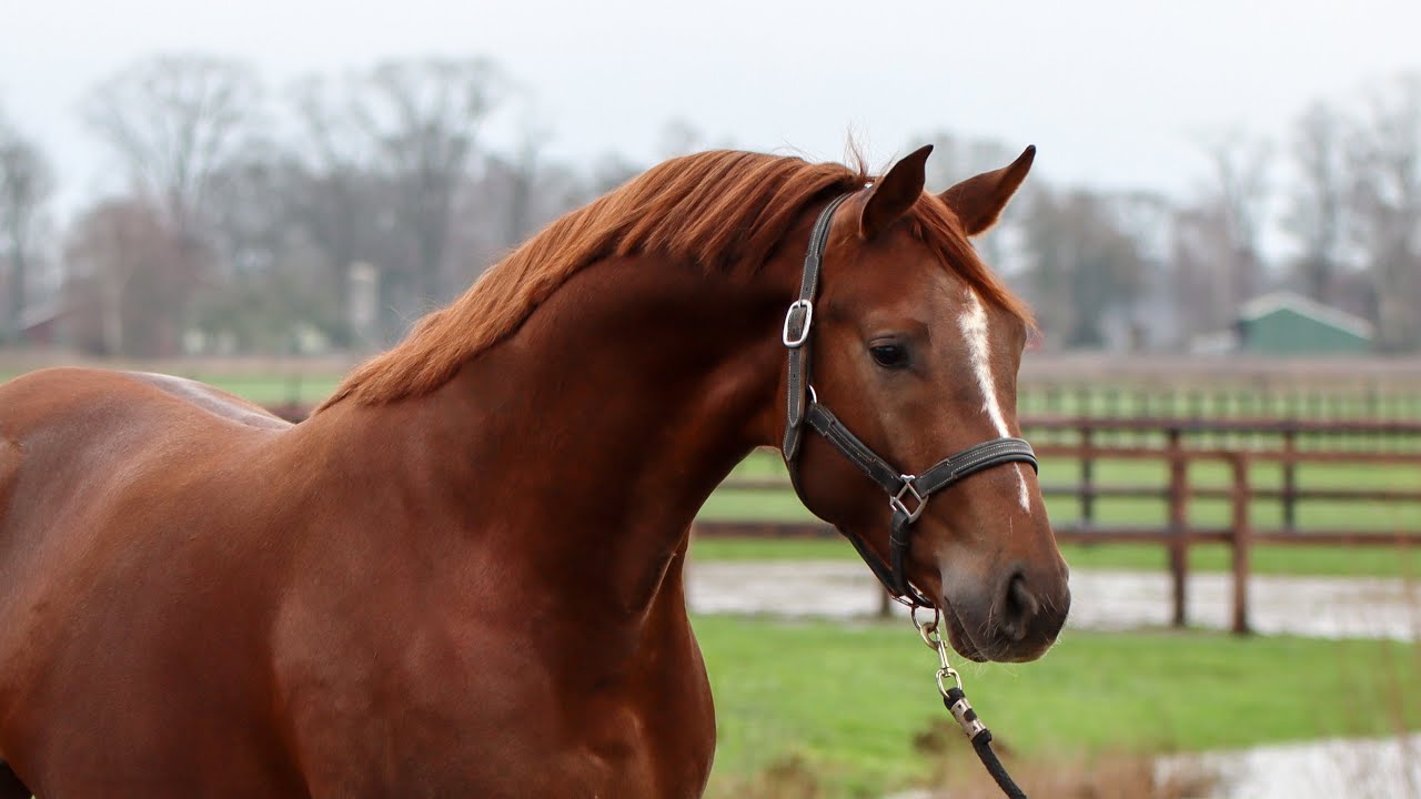 2021 Stallion Fürst Jazz x Totilas