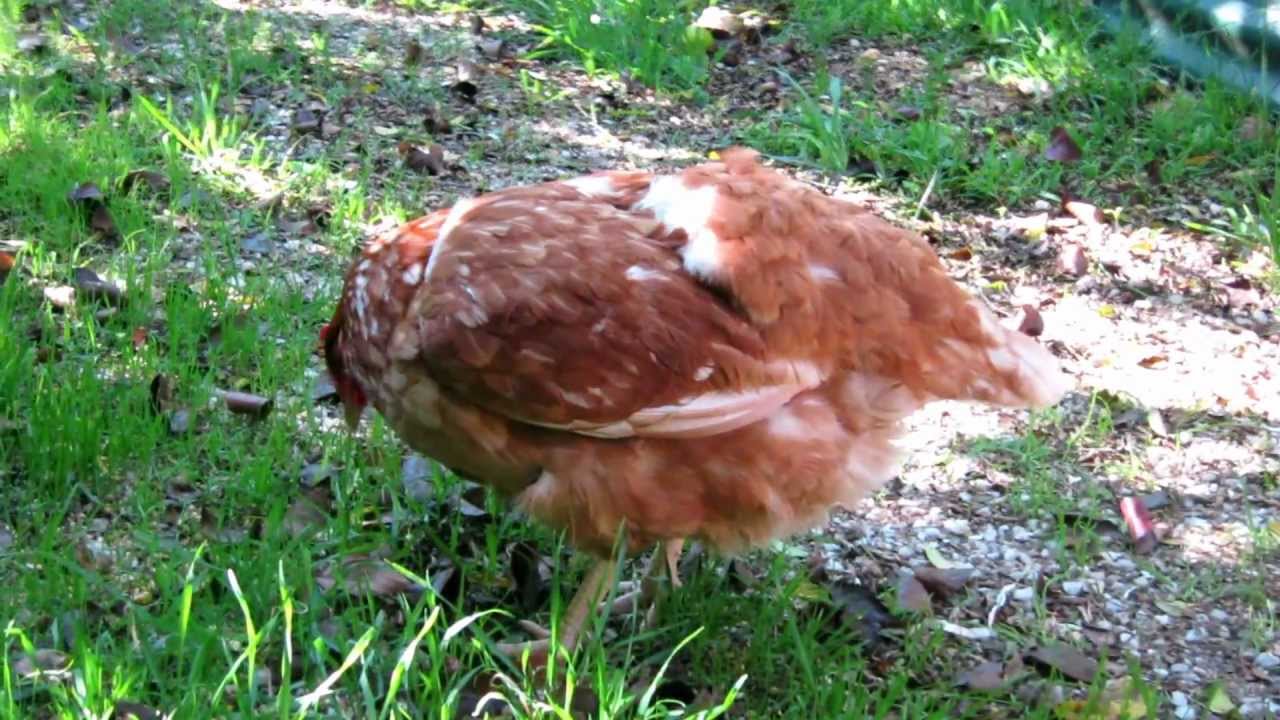Chicken recovering from fox attack