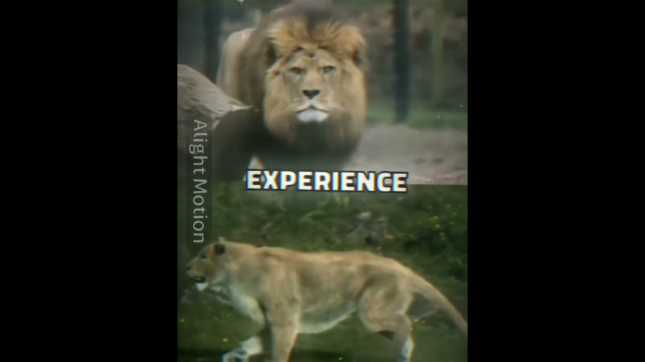 Lion VS Cave Lion edit 🔥 #shorts