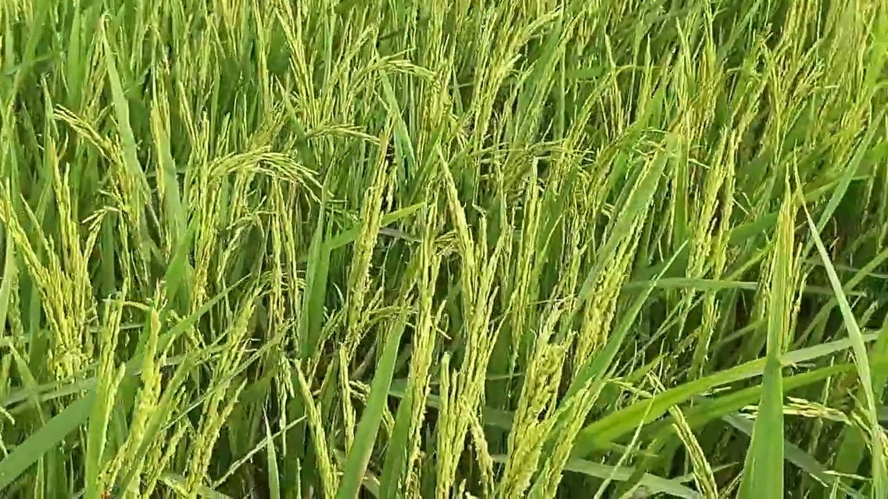 Lúa chỗ đang thiếu nước bà con ơi 