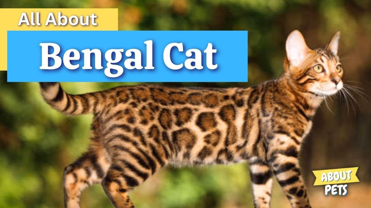Bengal Cat Facts - Characteristics, Personality and More