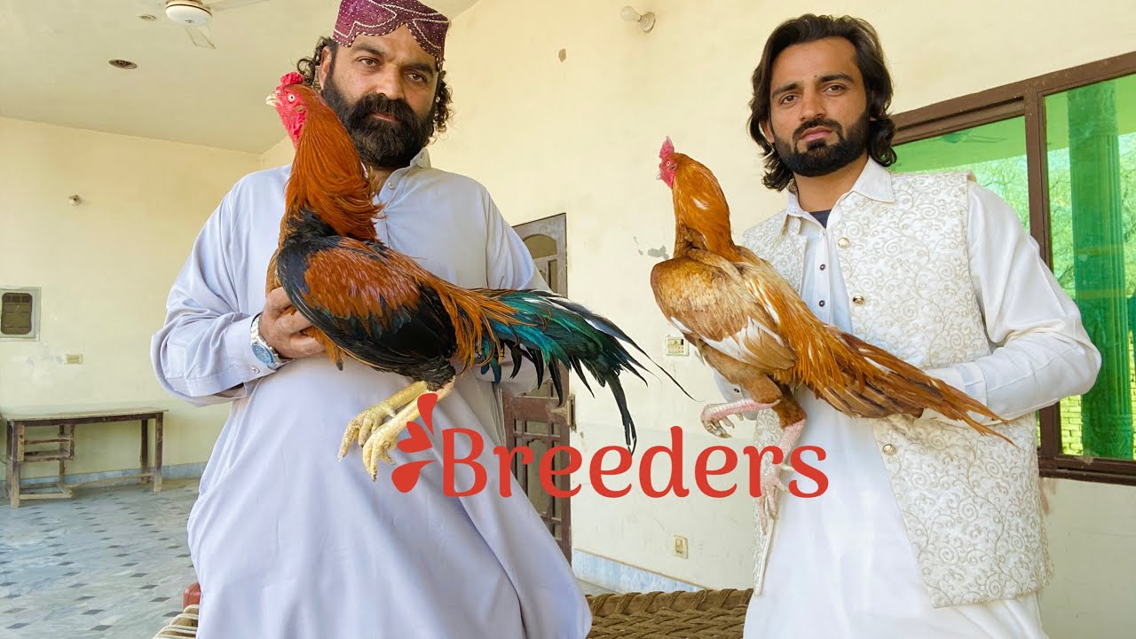Breeders Main Single Or Double Haddi Ka Kia Kirdar Hota Hai