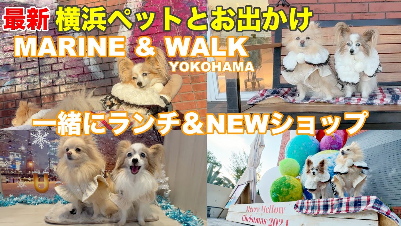 【横浜ペットOK】愛犬と入れるお店＆横浜初上陸ペットサロン‼️マリン＆ウォーク横浜編　#ペットとお出かけ #minatomirai＃papillon＃Pomeranian＃お出かけ  #みなとみらい