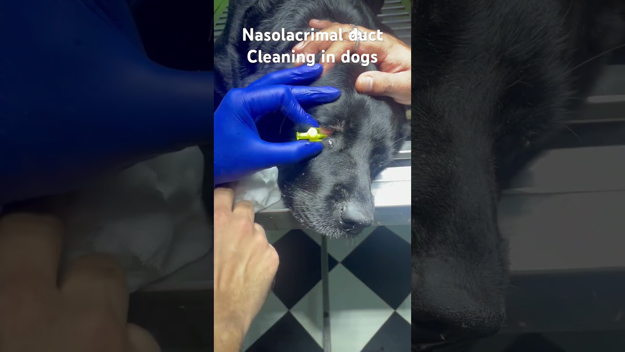 Procedure to relieve dog from unnecessary watery discharge from eyes#eyes #nasolacrimalduct#dogs