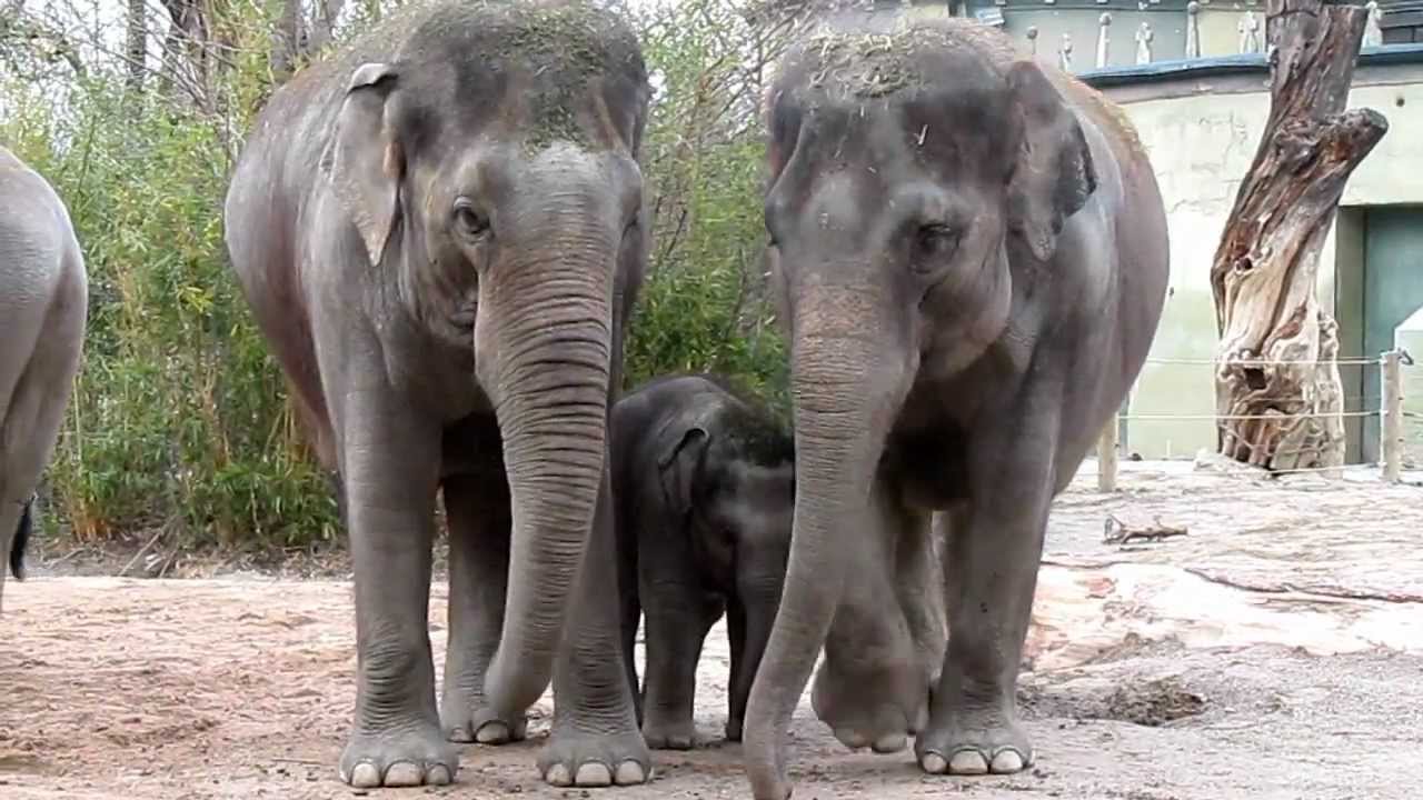 Ludwig & Lola Together.wmv