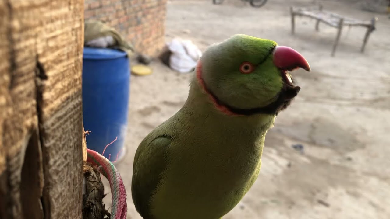 FunnyParrot #CuteParrot #BabyParrot #TalkingBird #ViralShorts