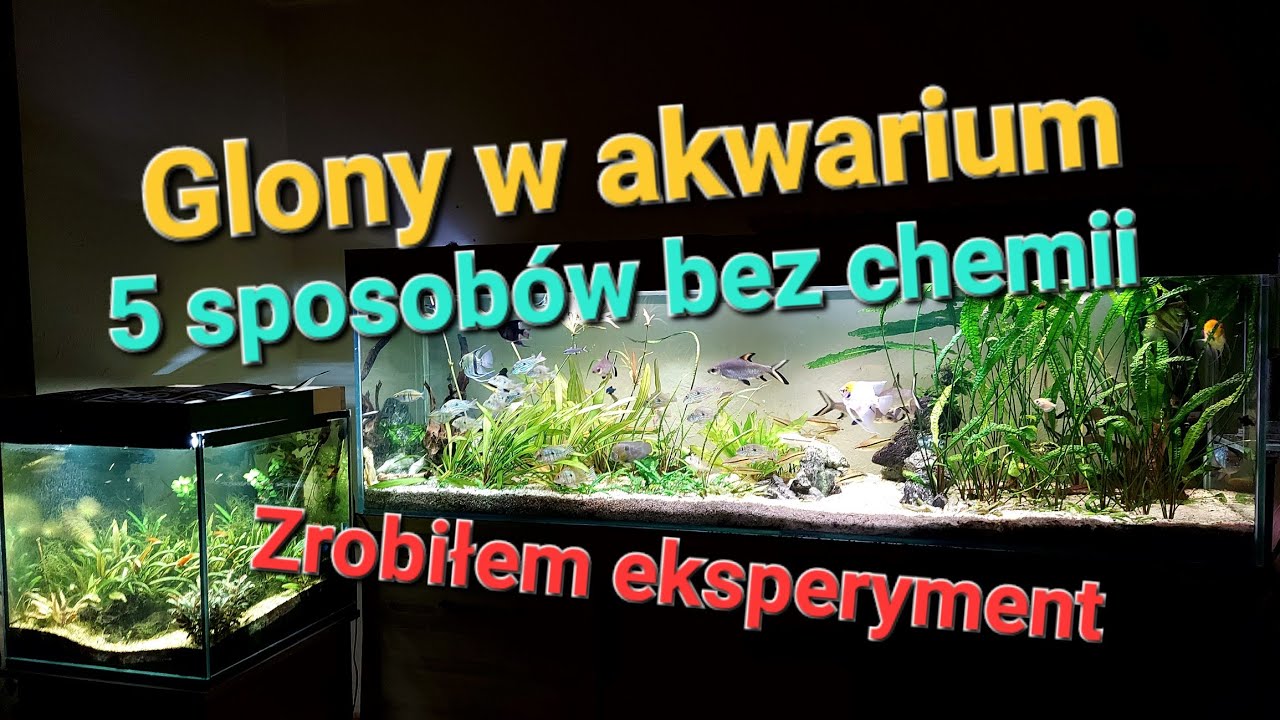 Glony w akwarium. 5 sposob&oacute;w bez chemii .
