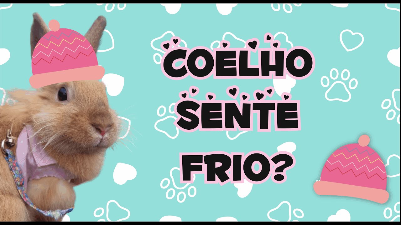 Coelho sente frio? - 6 DICAS para proteger seu coelho do frio - Coelhando com a Meg