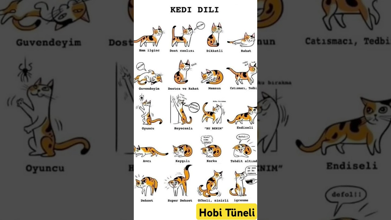 Kedilerin Beden Dili #keşfet #keşfetbeni&ouml;ne&ccedil;ıkar #cat #kedi #youtubeshorts #shots