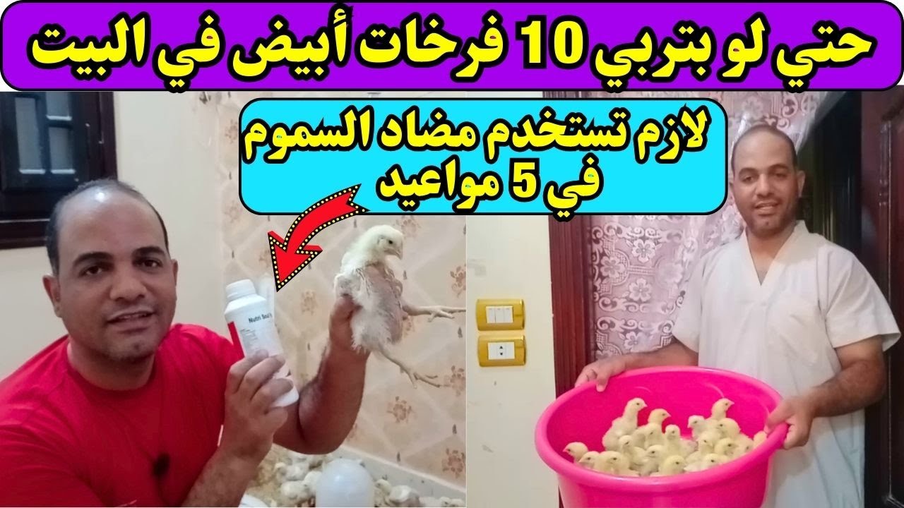 مين قال إن مضاد السموم مع تغير العلف بس؟أعرف مواعيد استخدامه وزود أرباح دورة تربية الدواجن في البيت