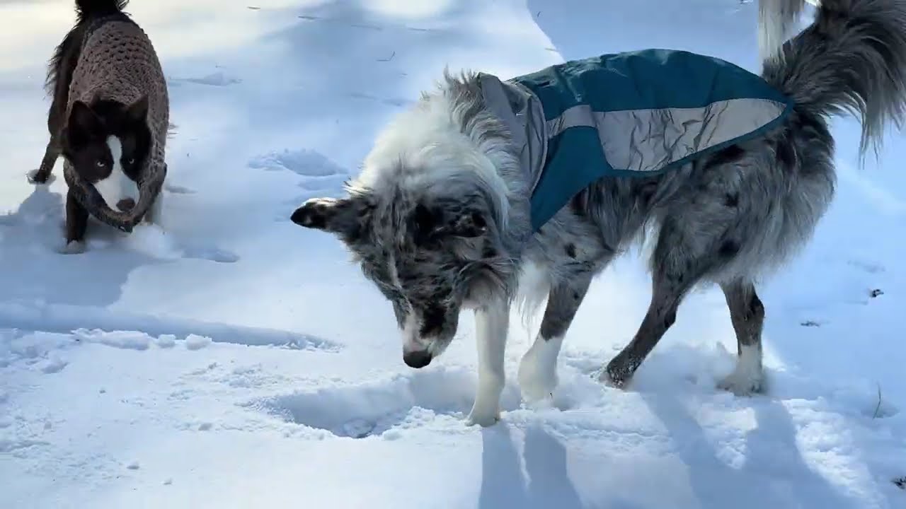 Snow Day, Dogs Play In The Snow #asmr #doggielife #snow