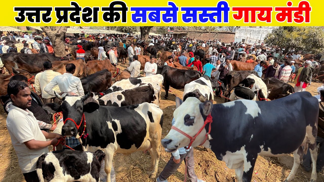 “उत्तर प्रदेश की सबसे सस्ती गाय मंडी | मोहिरिया पशु मंडी प्रयागराज लाइव रेट | mohariya Pashu Mandi