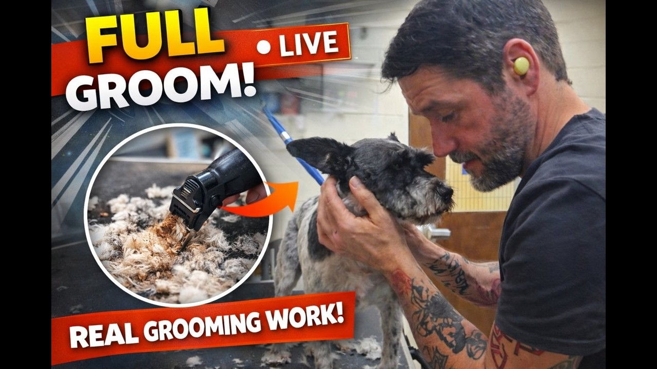 DoggieStyles POV is live!