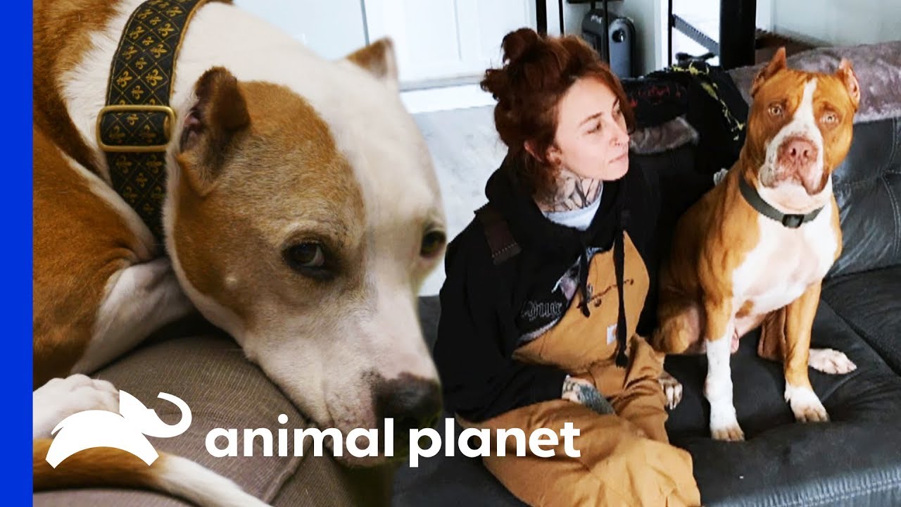 These Special Pups Stole The Hearts Of Their Rescuers | Pit Bulls & Parolees