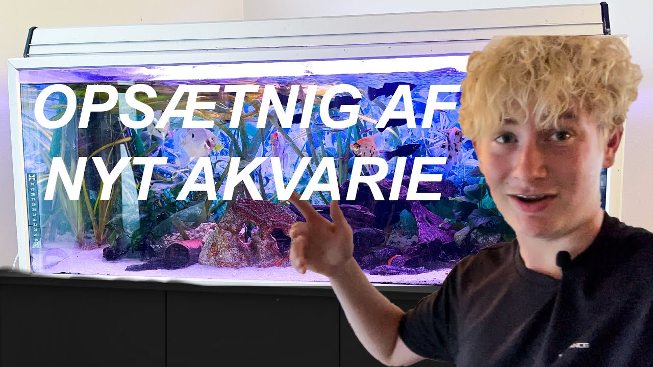 Opstart af nyt akvarie