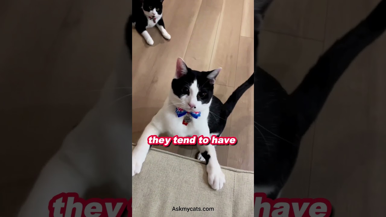 Fun fact about tuxedo cat. ✨😻#shorts