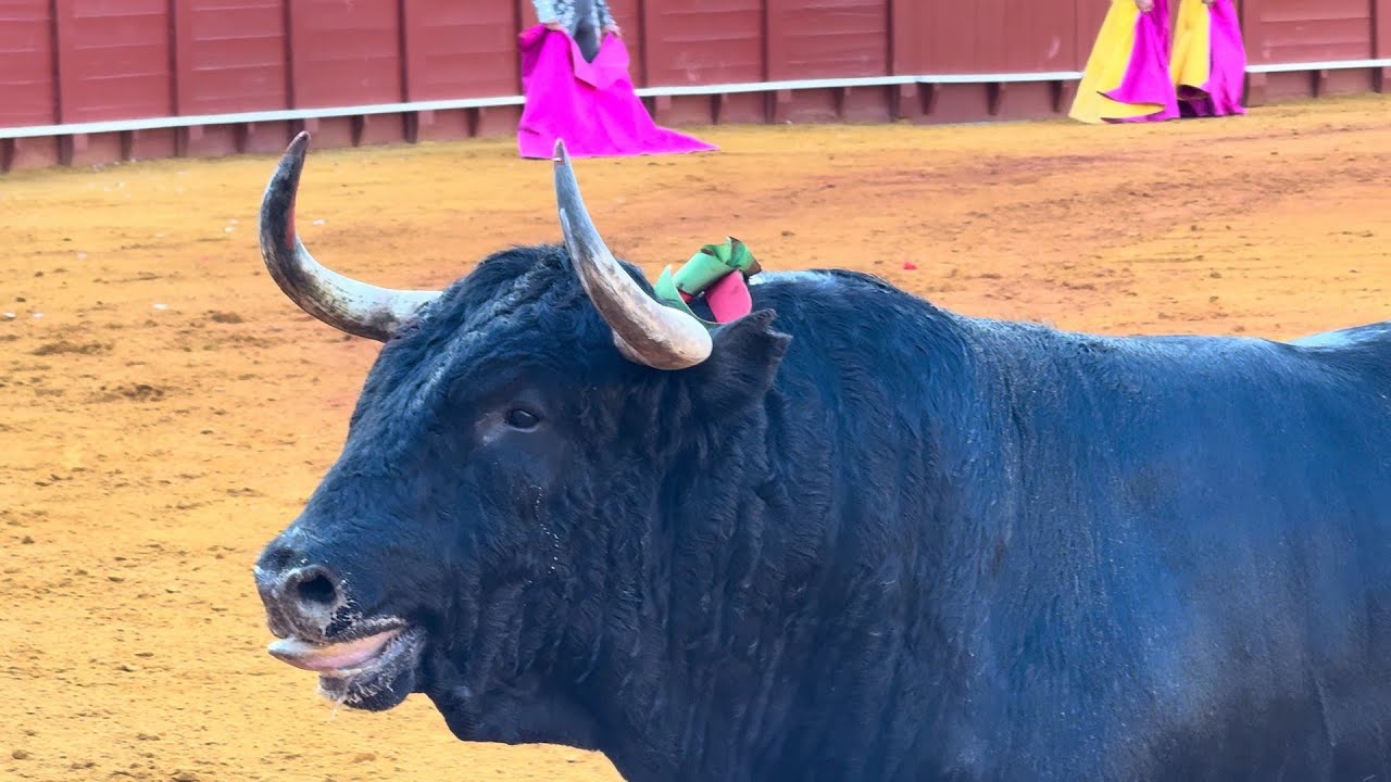 Salida 3&ordm; toro de FERM&Iacute;N BOH&Oacute;RQUEZ: 