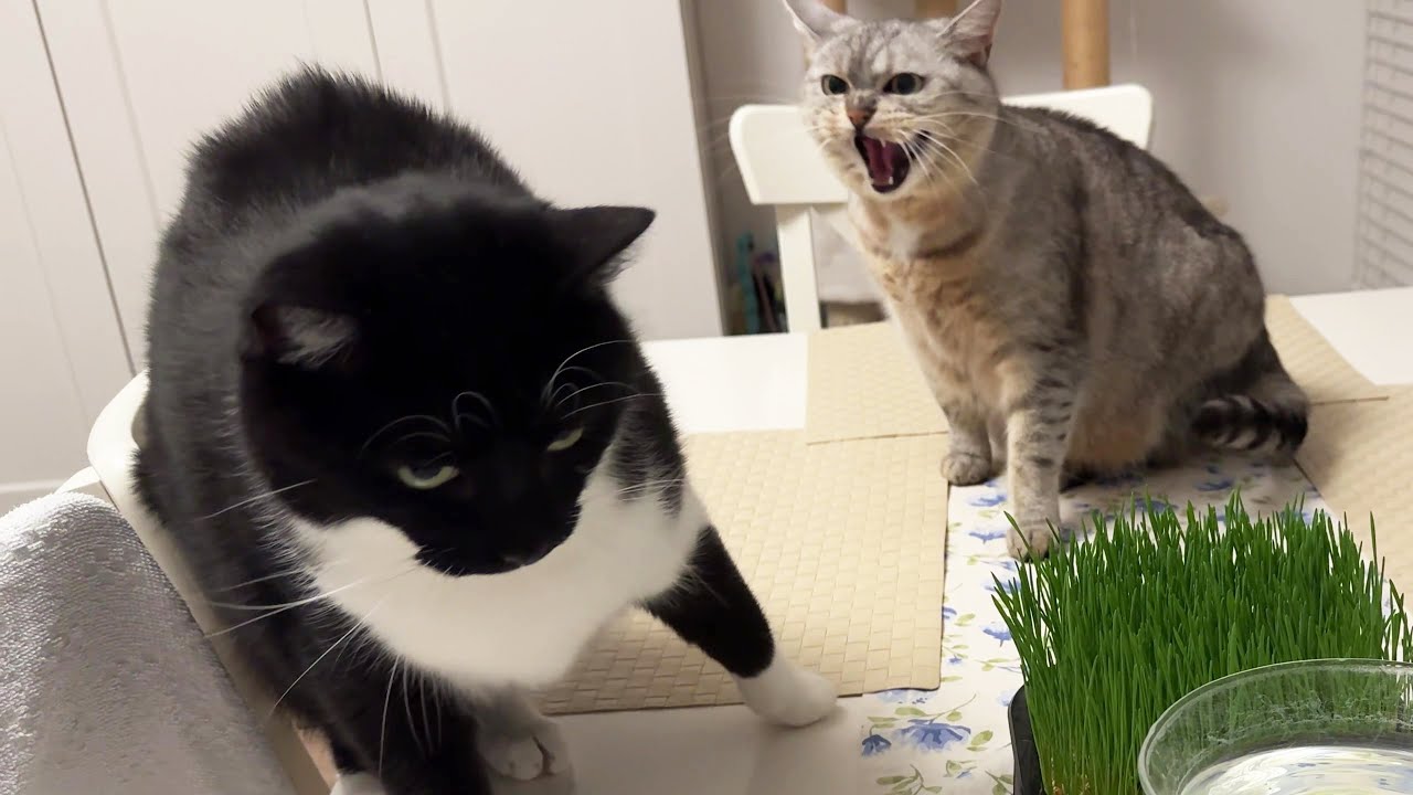 Hissy chonk is not interested in new technologies