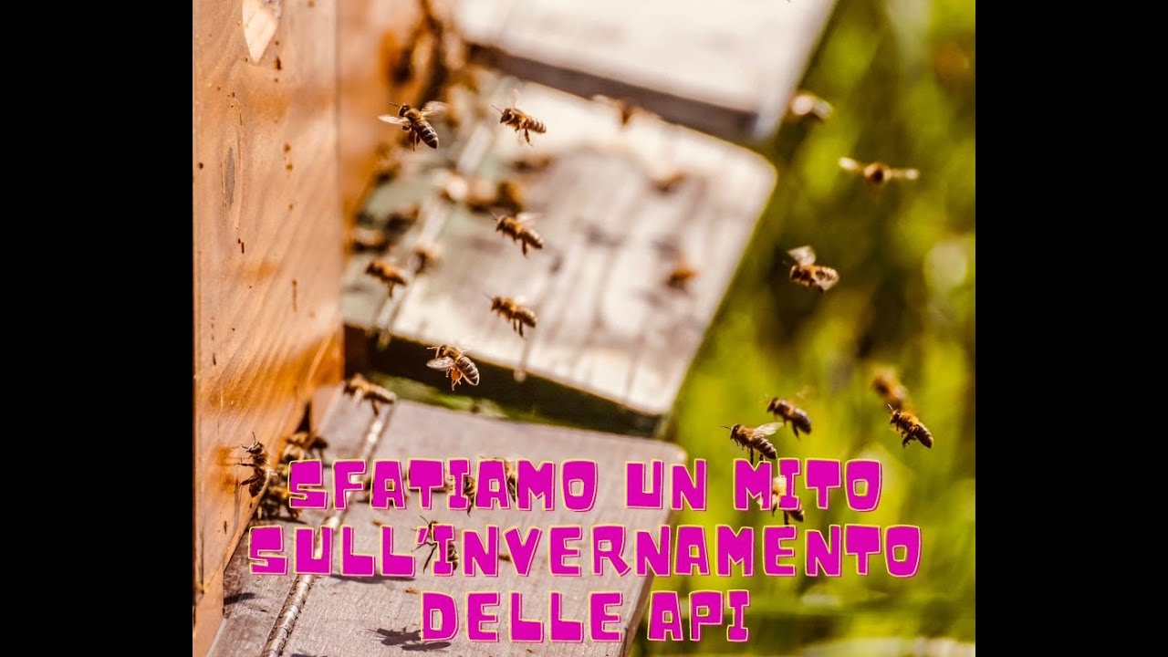 Sfatiamo un MITO sull'invernamento delle api