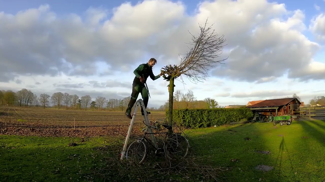 Kustorez  Small Tree Pruning | lawn mowing