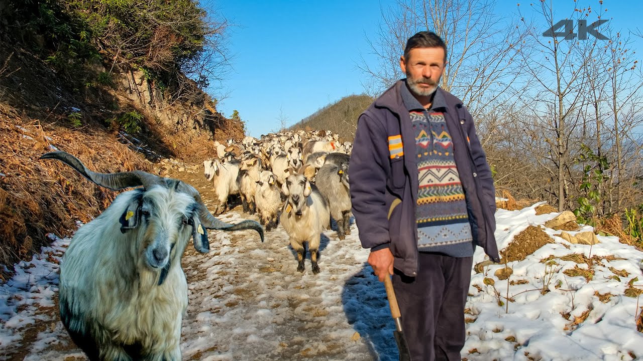 Хан и пастухи коз на горе - документальный фильм ▫️4K▫️