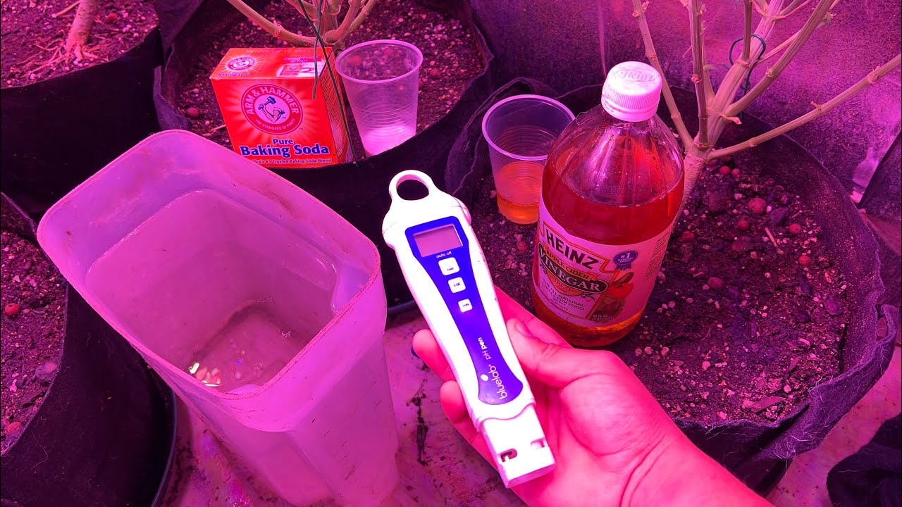 HOW TO PH UP & DOWN NATURAL AND ORGANICALLY!!! (VINEGAR & BAKING SODA)