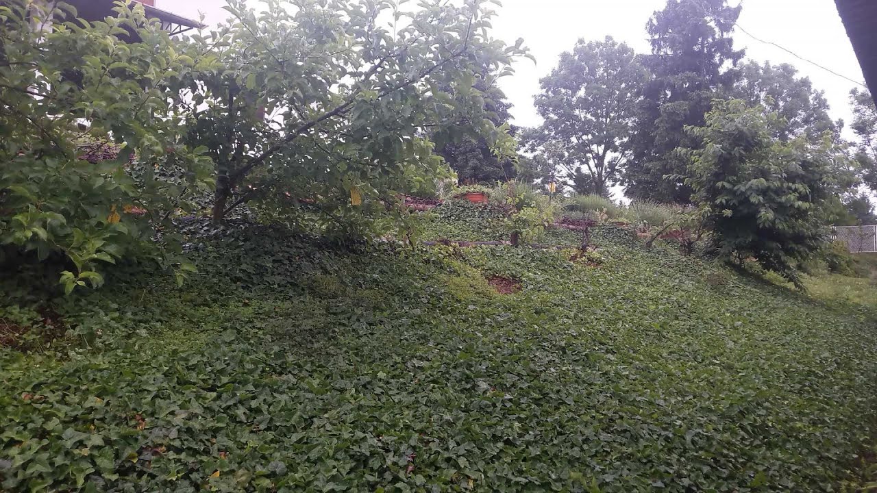 Orto e permacultura, food forest e terrazzamenti #2