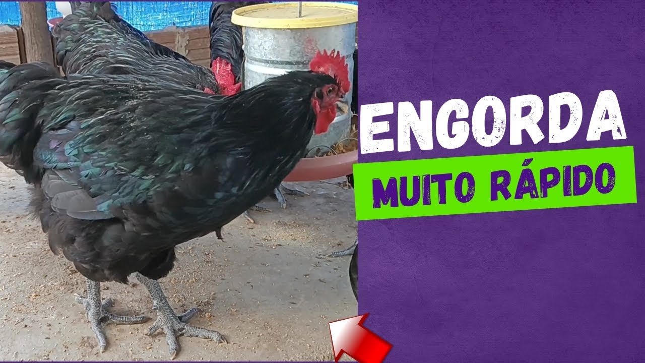 Como engordar galinha, frango para o abate rápido veja o que eu uso aqui apenas 2 coisas