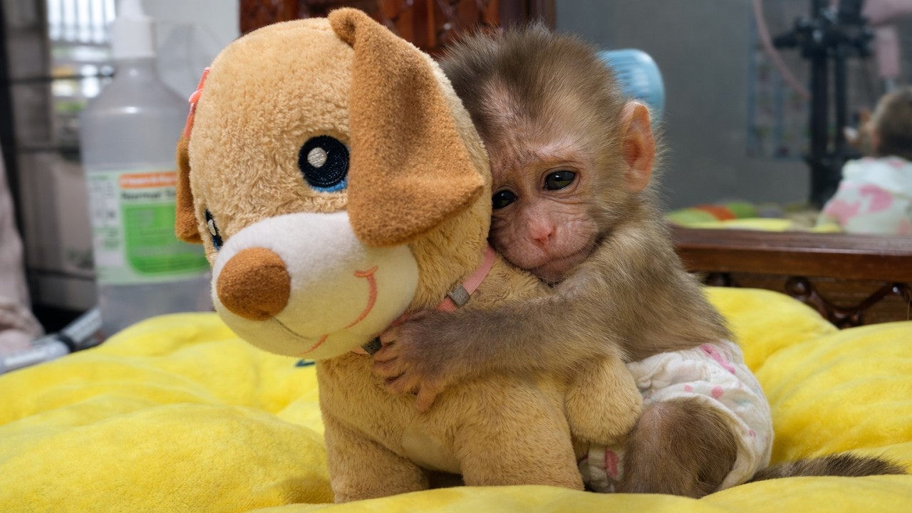 Baby macaque cuddle with stuffed dog Beacuase She Miss Her Mother