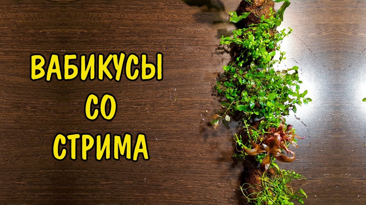 ТЕ САМЫЕ ВАБИКУСЫ..
