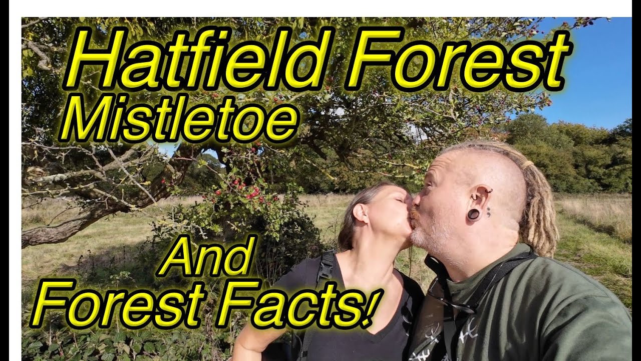 Hatfield forest the JEWEL of Essex and Giveaway! (Documentary part 1)
