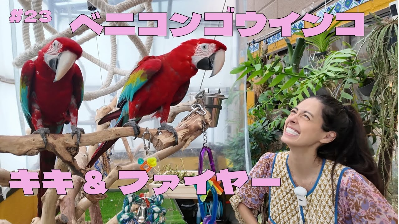#23 ベニコンゴウインコ キキ&ファイヤー ／ Fire & Kiki the red and green macaw