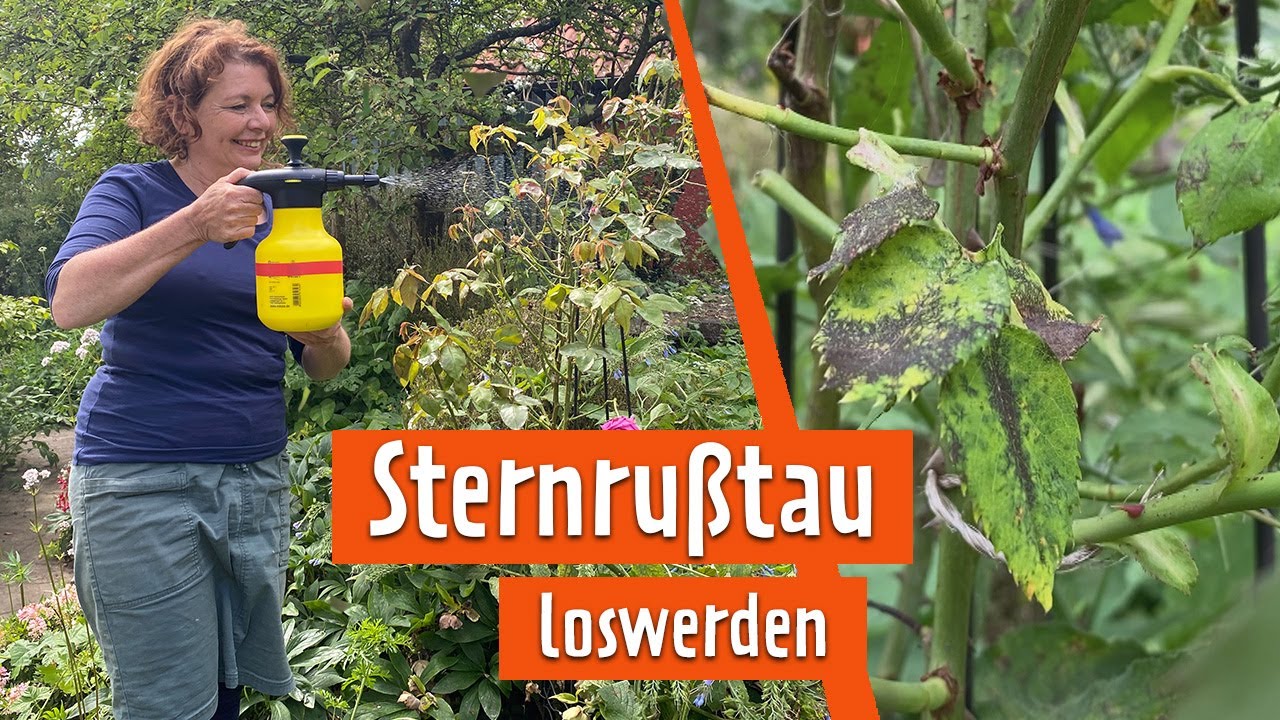 Sternru&szlig;tau loswerden | MDR Garten