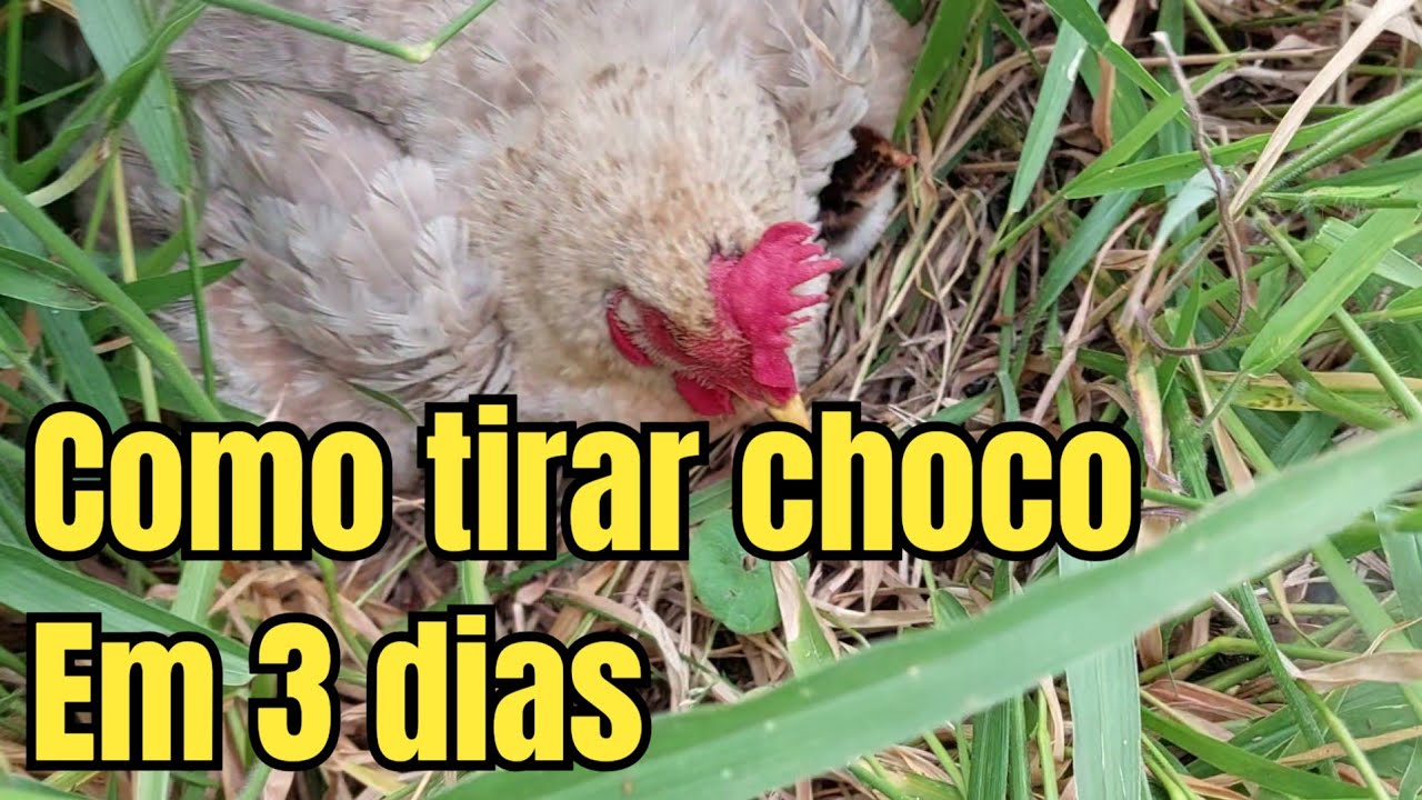 como tirar choco das galinhas  #galinhas  #dicas