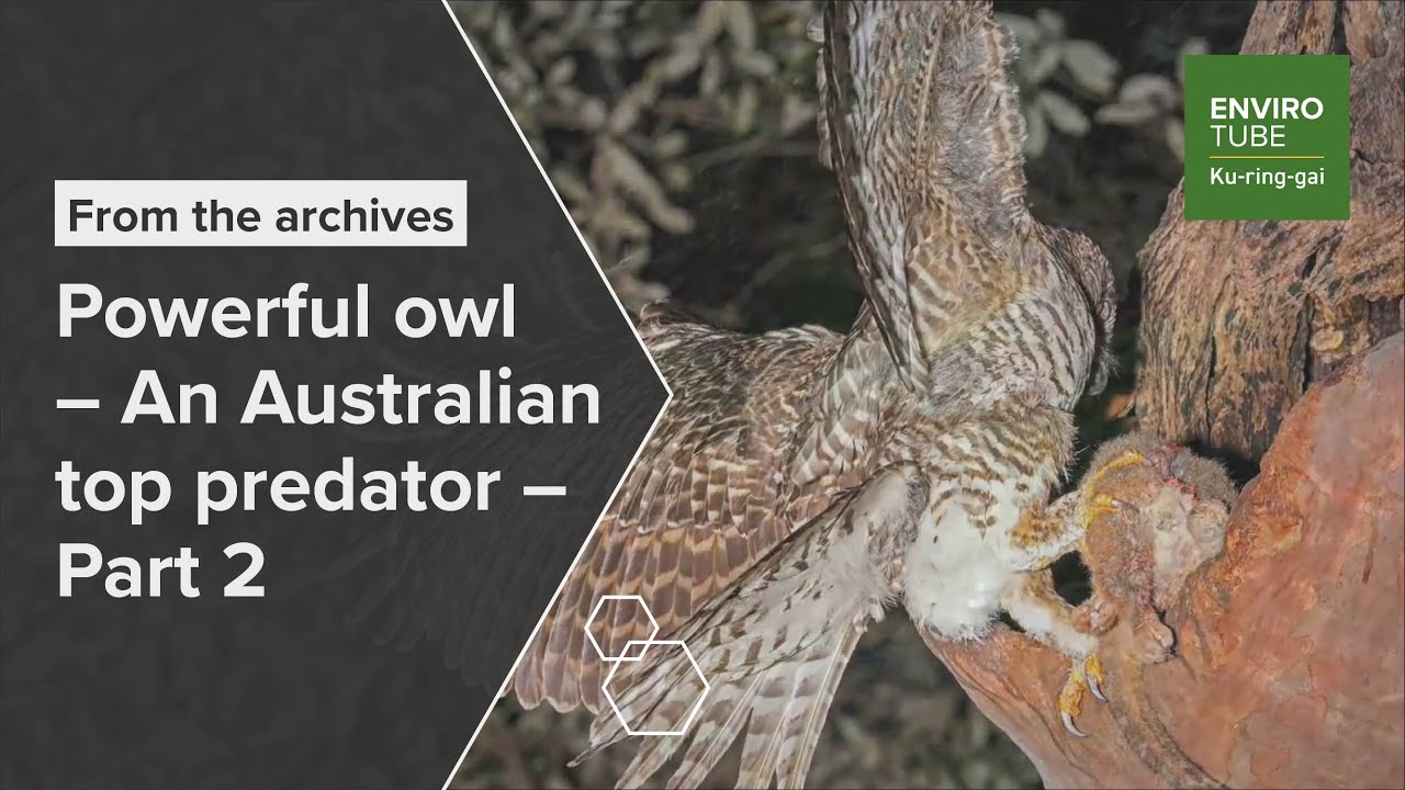 Powerful owl   An Australian top predator   Part 2