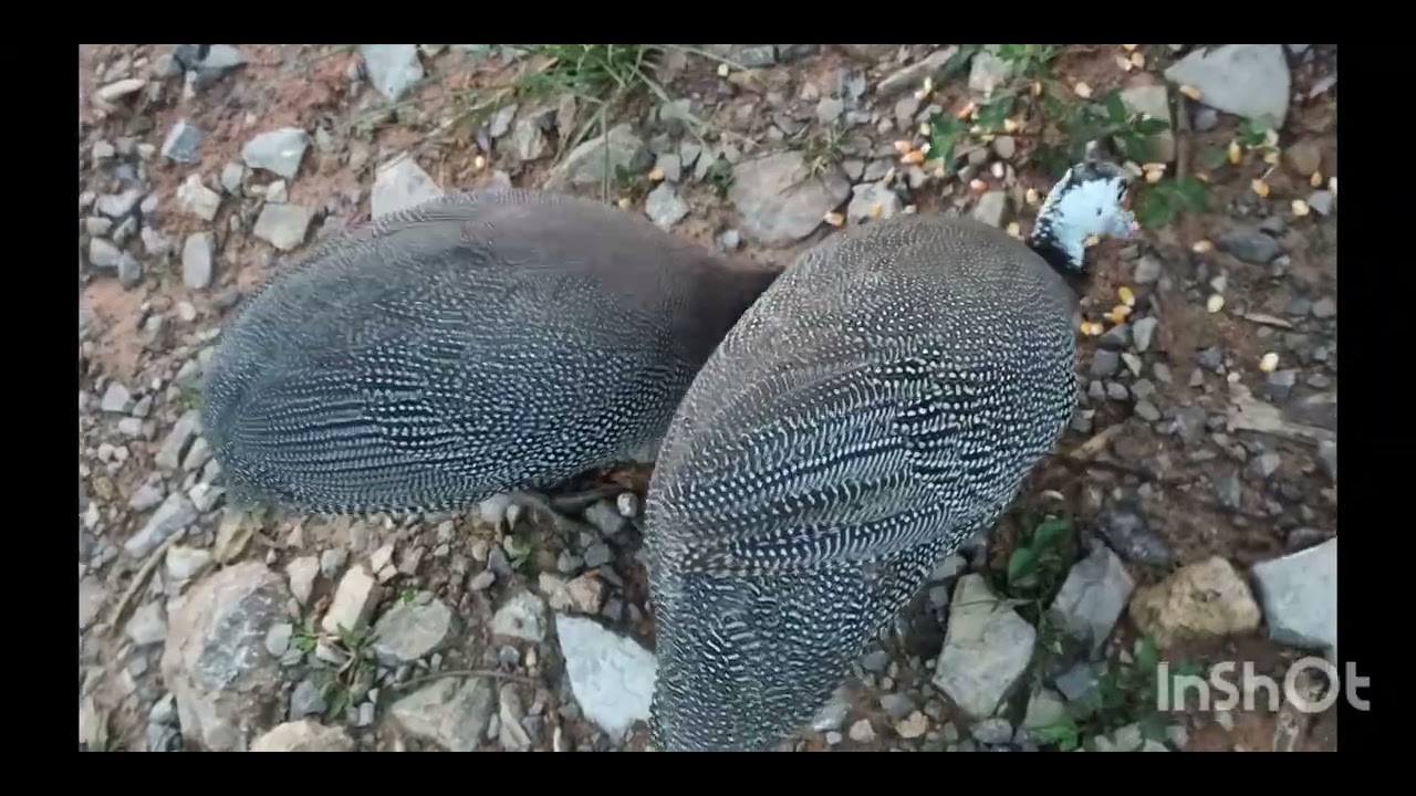 cómo diferenciar entre una guinea hembra y un macho