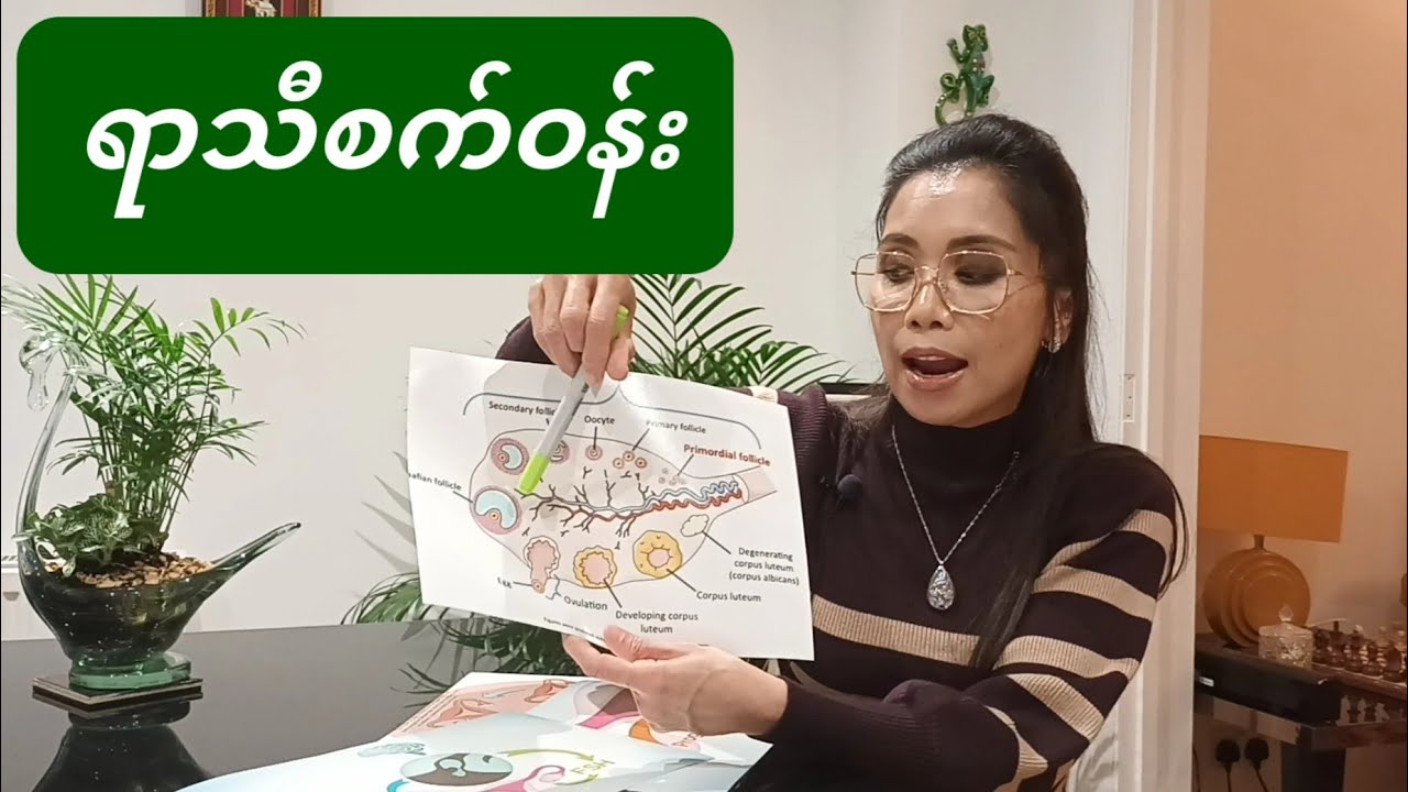 ရာသီစက်ဝန်း ( ပုံမှန် - ၂၁- ၃၅ ရက် )