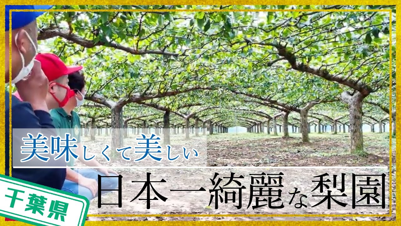 【千葉県】【日本一】日本一綺麗な梨園で、梨狩り