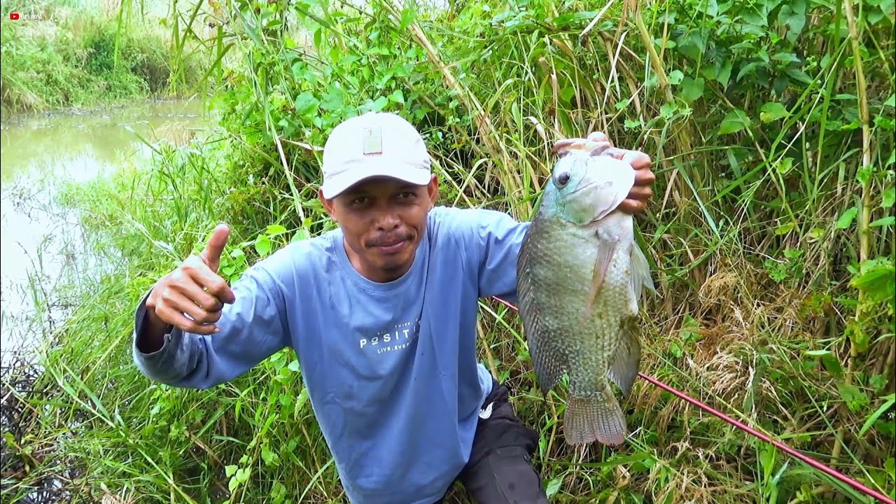 nemu spot nila monster! Jelajah spot lebih dalam senar sampai putus semua pemancing kewalahan