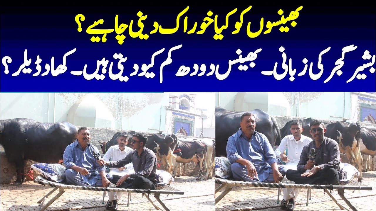 Buffalo Dairy Farm in Punjab Pakistan | Buffalo feed formula in Punjab | Faisal Shine