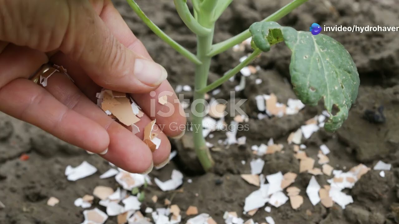 STOP Killing Your Plants  - The 5 WORST Garden Pests and How to Stop Them