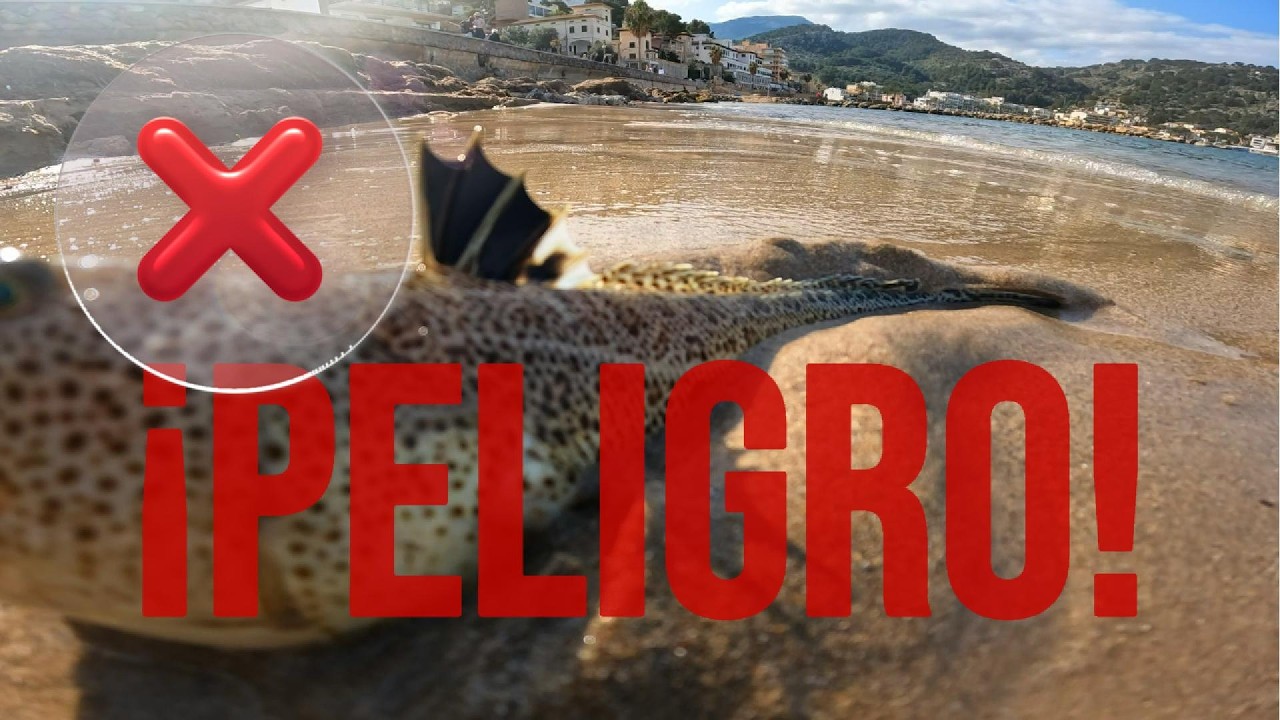 Pescamos PEZ PELIGROSO... ¡Mucho CUIDADO con este pez!