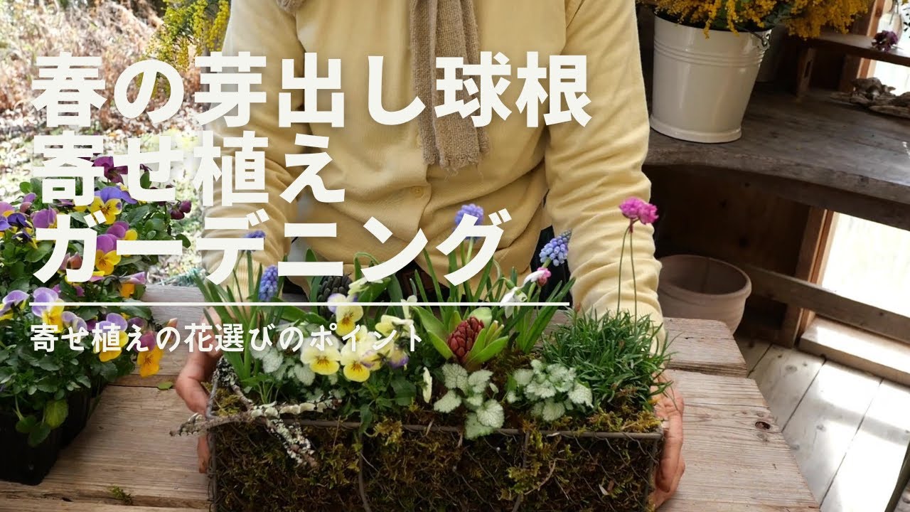 芽出し球根の寄せ植えガーデニング