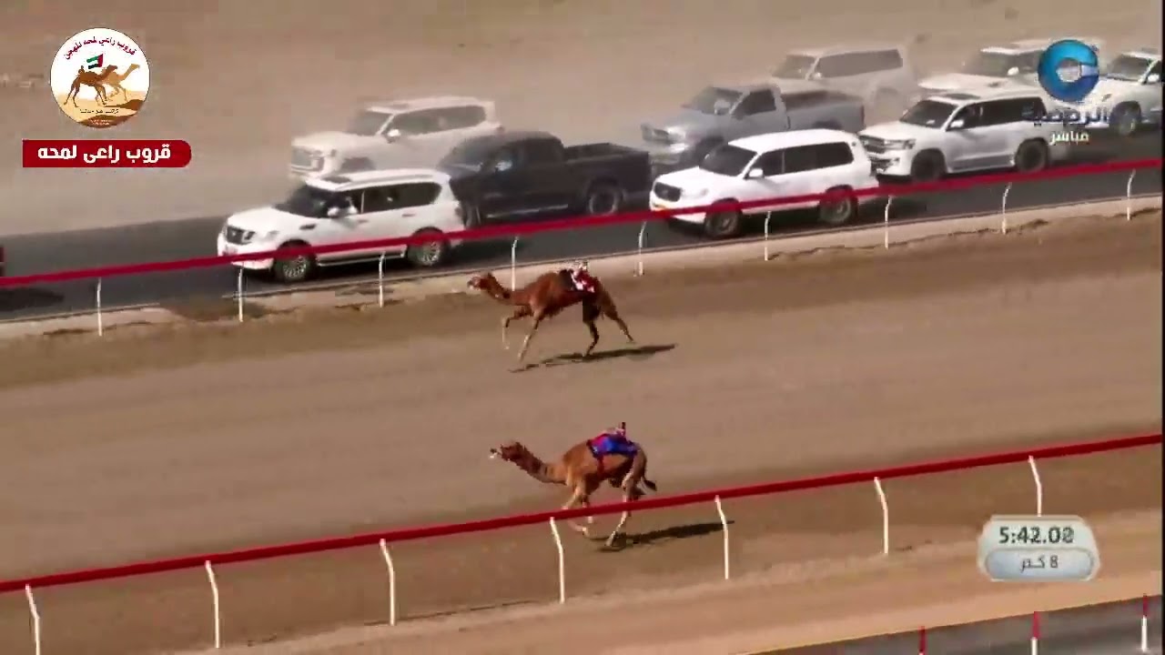 ش2 ( خنجر الثنايا العام )(ارام) لـ مبارك سعيد مبارك المخيبي 12:50:13( مهرجان الاتحاد العماني للهجن )