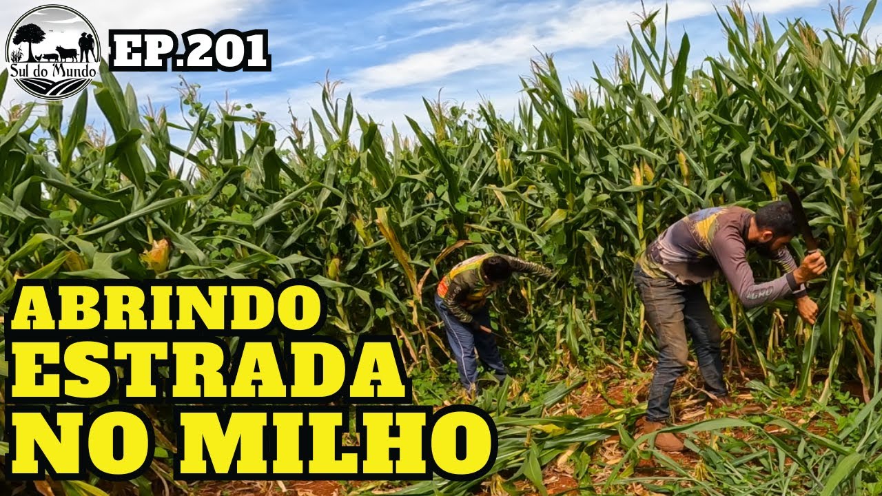 ✅ PREPARAÇÃO PARA FAZER SILAGEM DE MILHO