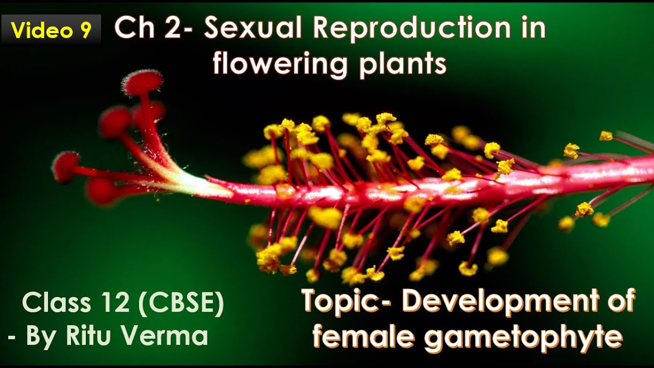 CBSE/ NEET Grade 12- Ch2- Sexual reproduction in flowering plants- Development of female gametophyte