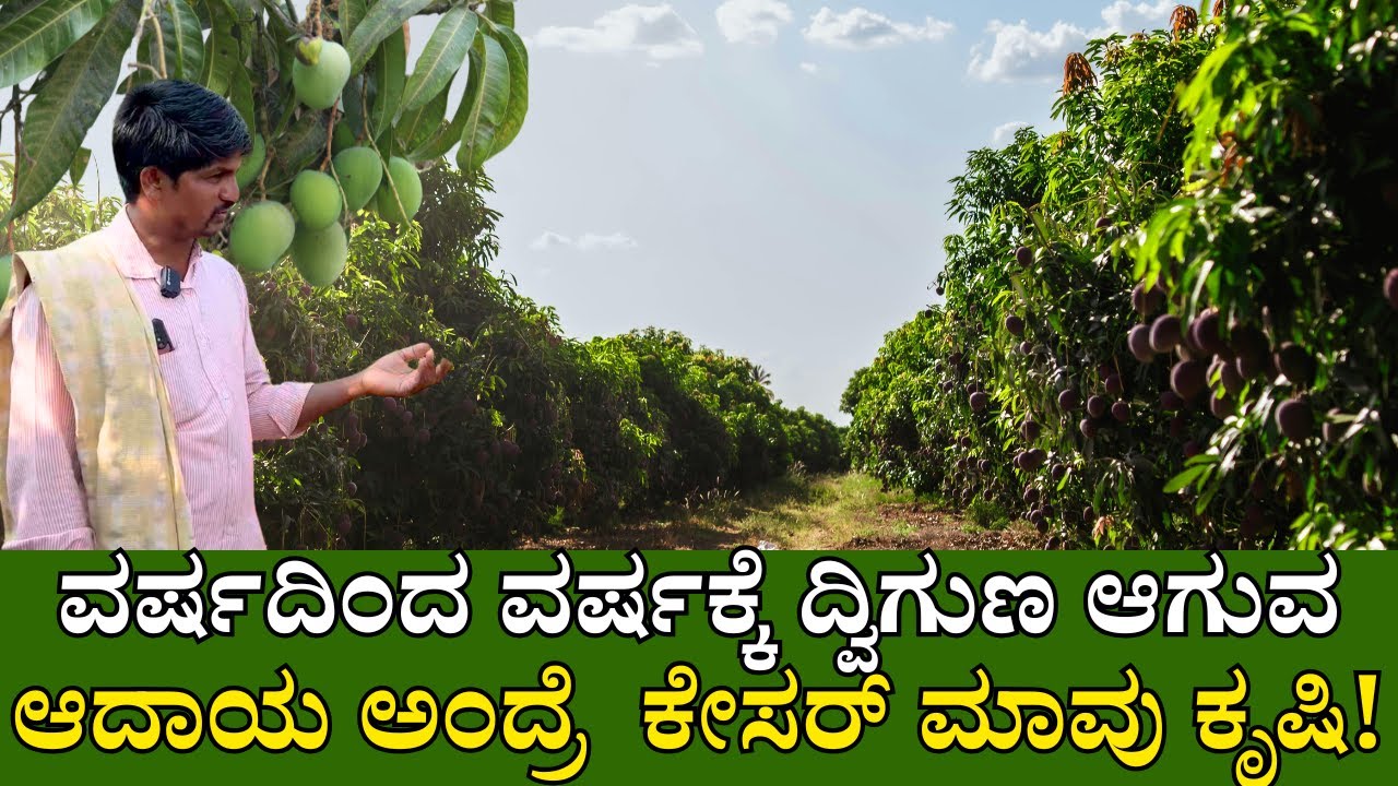 ವರ್ಷದಿಂದ ವರ್ಷಕ್ಕೆ ದ್ವಿಗುಣ ಆಗುವ ಆದಾಯ ಅಂದ್ರೆ  ಕೇಸರ್ ಮಾವು ಕೃಷಿ|kesar mango farming in kannada