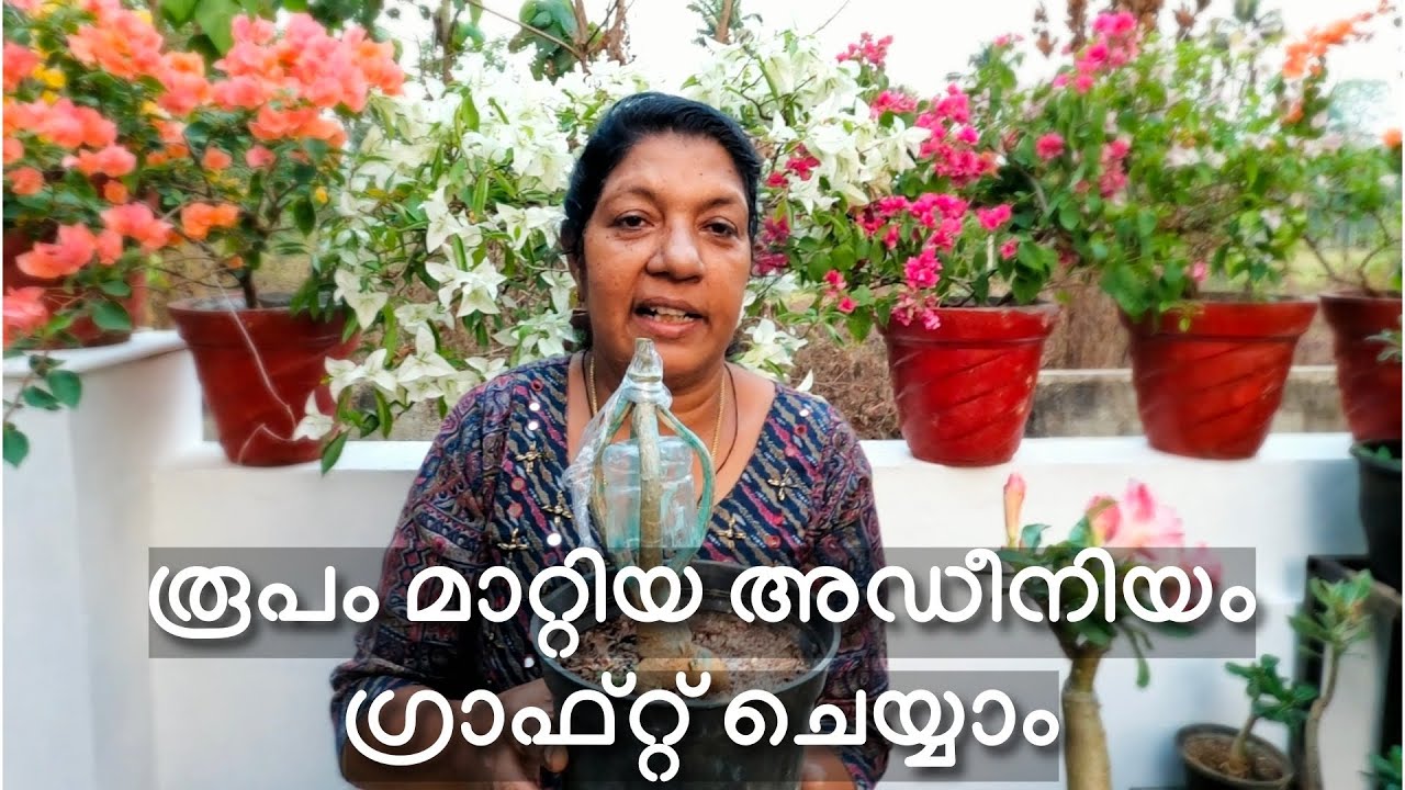 രൂപം മാറ്റിയ അഡീനിയം ഗ്രാഫ്റ്റ് ചെയ്യാം 