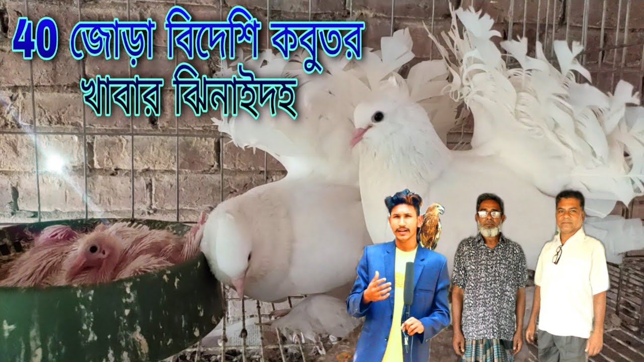 বিদেশি জাতের কবুতরের খামার/Foreign Pigeon Farm/ঝিনাইদহ জেলার মহেশপুর বিদেশী জাতের কবুতরের খামার
