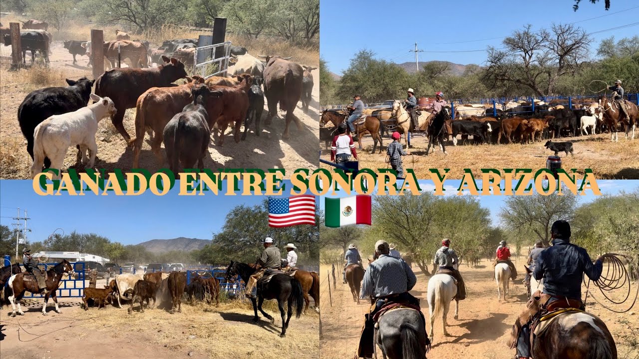 ❗️PEGADOS A LA LINEA❗️, ENTRE SONORA Y ARIZONA🌵JUNTANDO EL GANADO DE LOS CORRALES AZULES 🇺🇸🇲🇽🐮